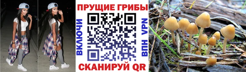 Псилоцибиновые грибы Psilocybine cubensis  Кудрово 